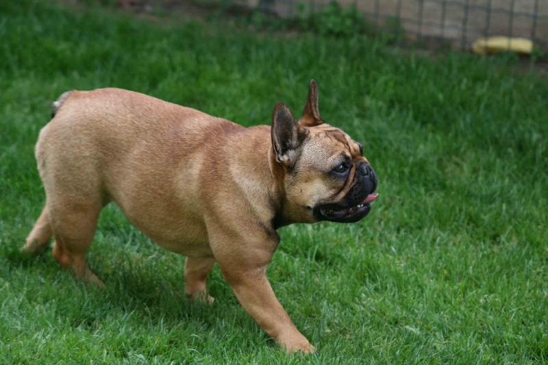 Gina deesse Cazador del Pampa