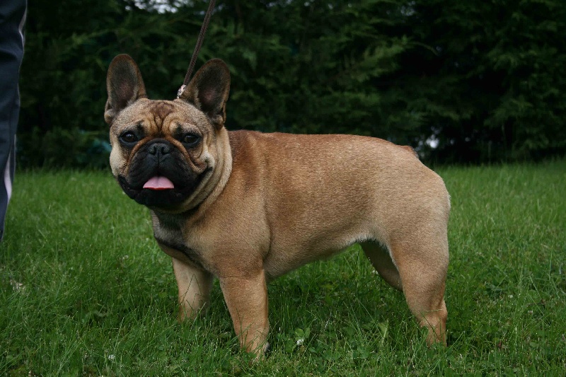 Gina deesse Cazador del Pampa