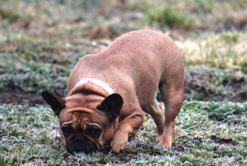 Gina deesse Cazador del Pampa