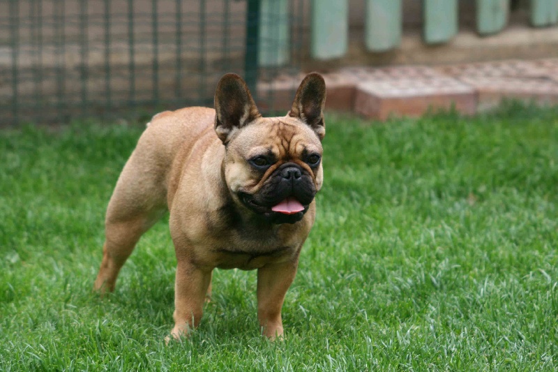 Gina deesse Cazador del Pampa