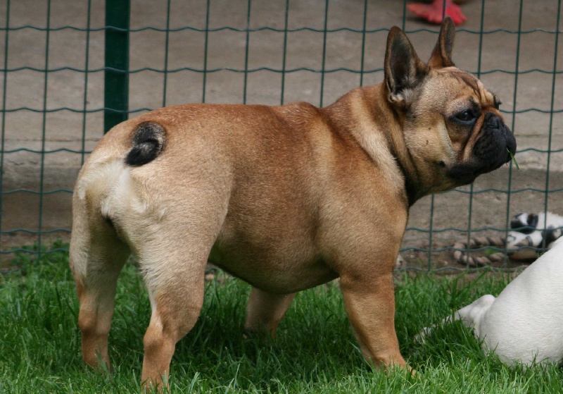 Gina deesse Cazador del Pampa