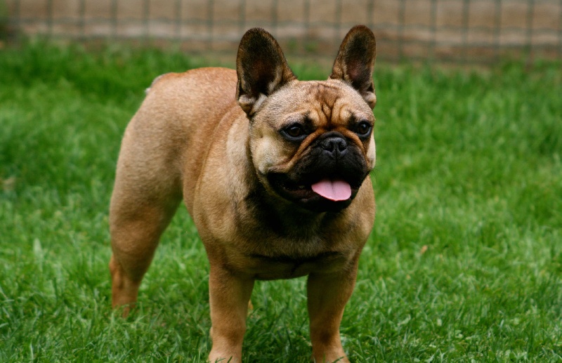 Gina deesse Cazador del Pampa