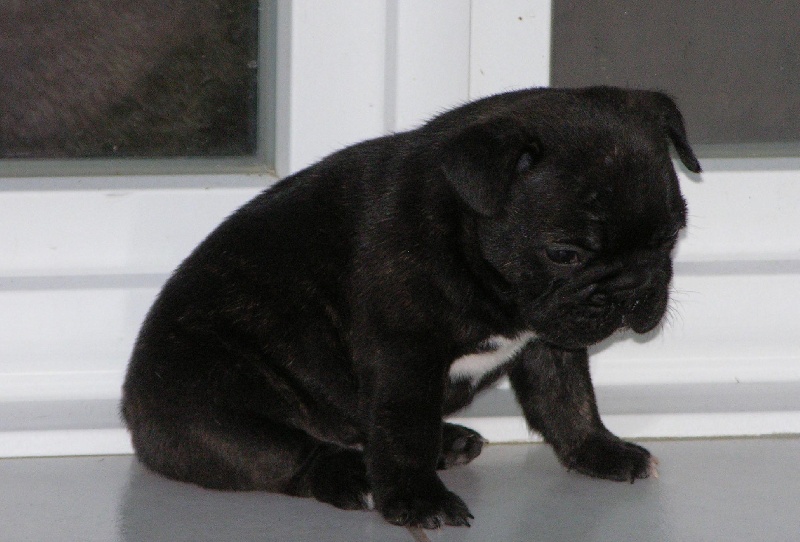 Les bébés de Célosia et Caruso 2011