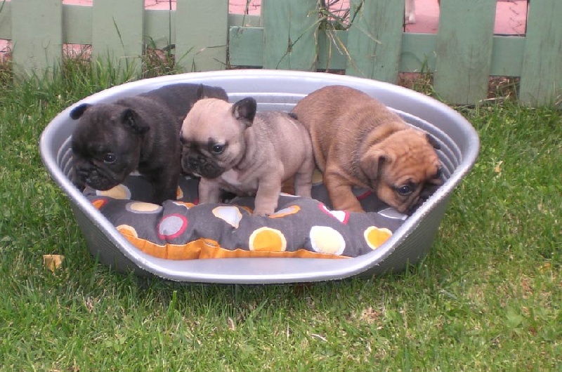 des boules de Florialy - Bouledogue français - Portée née le 29/04/2009