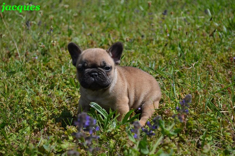 des boules de Florialy - Bouledogue français - Portée née le 16/04/2014