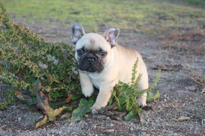 des boules de Florialy - Bouledogue français - Portée née le 12/09/2013