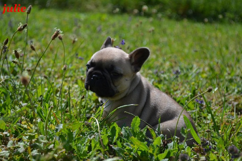 des boules de Florialy - Bouledogue français - Portée née le 16/04/2014