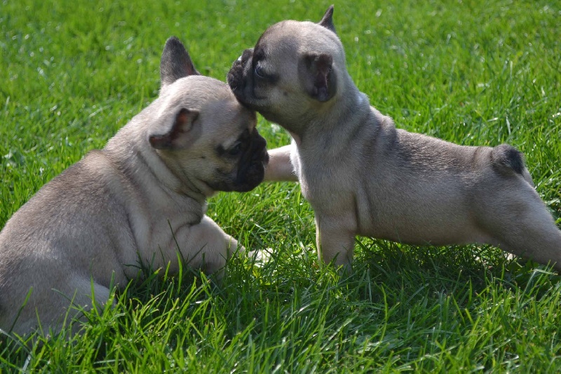 des boules de Florialy - Bouledogue français - Portée née le 30/07/2012