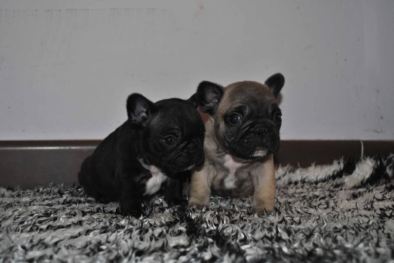 des boules de Florialy - Bouledogue français - Portée née le 13/12/2012